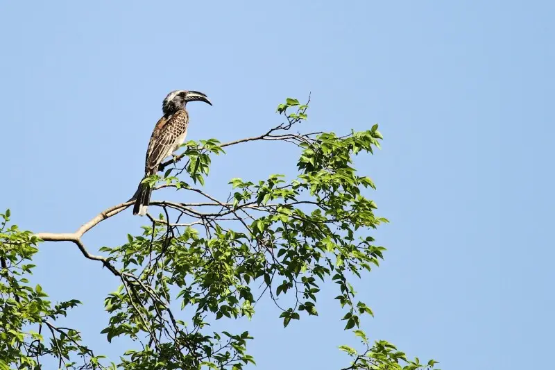 African grey hornbill - Facts, Diet, Habitat & Pictures on Animalia.bio