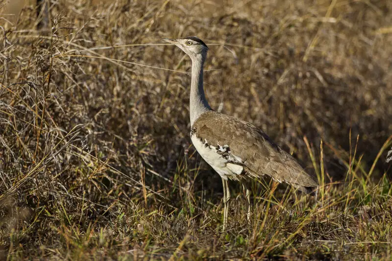 Australian Bustard - Kingfisher Park - Queensland_S4E0123