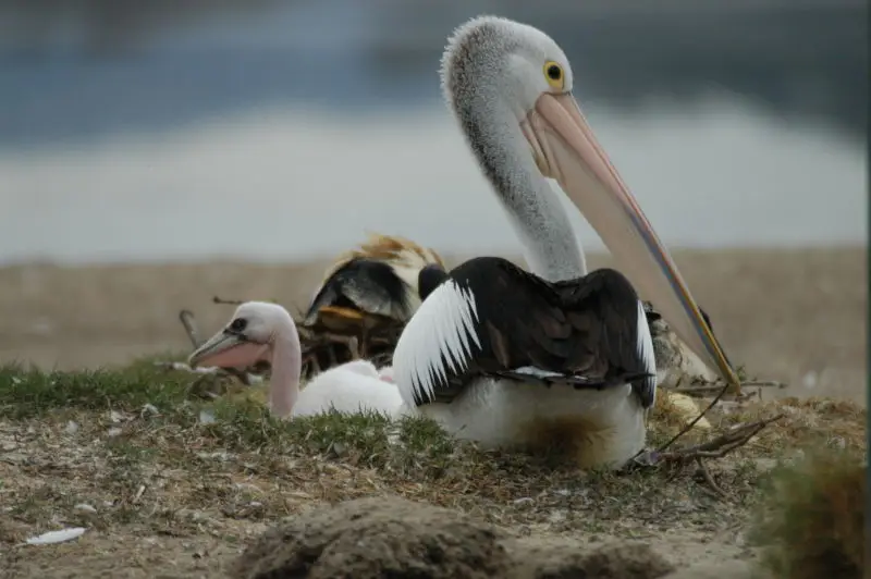 Australian Pelicans at Orange Grove with chicks