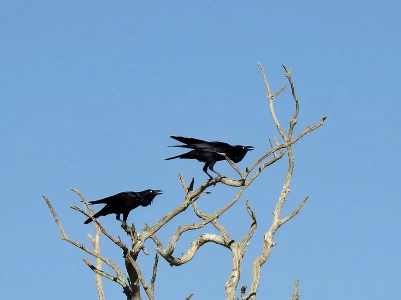 Australian ravens
