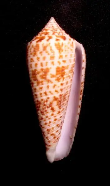 australis 59.6