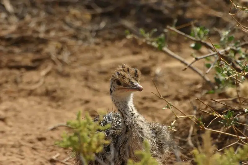 A young Somali Ostrich, a few days old, in Samburu National Reserve
