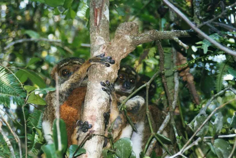 Avahi laniger (Eastern Woolly Lemur)
