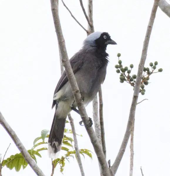 Photo of an Azure-naped Jay / Cyanocorax heilprini, Vaupes Department, Colombia