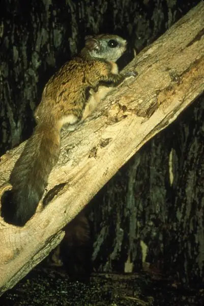 Northern Flying Squirrel photo