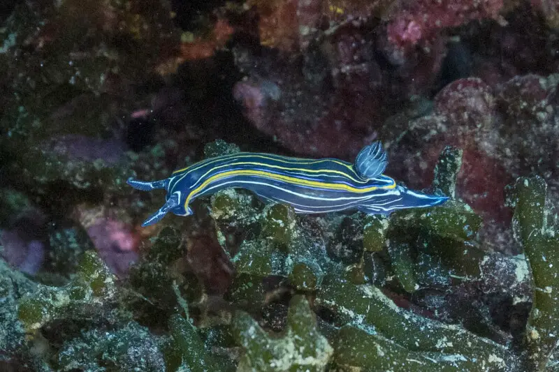 Sea slug (Felimare villafranca), Arr?bida Natural Park, Portugal