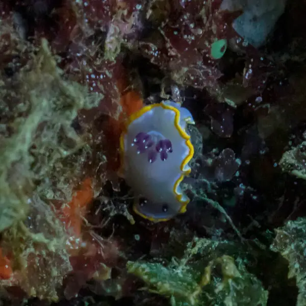 Sea slug (Felimida purpurea), Arr?bida Natural Park, Portugal