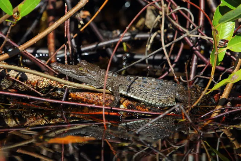 Baby American Crocodile