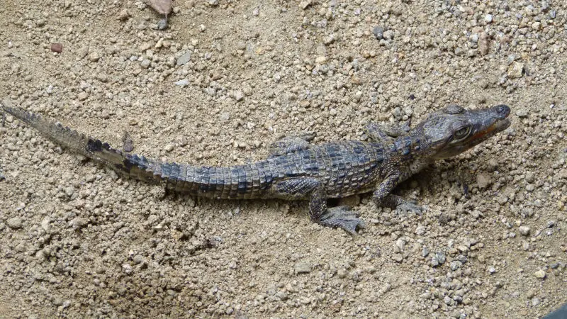 Baby  Cuban Crocodile (Crocodilius rhombifer)