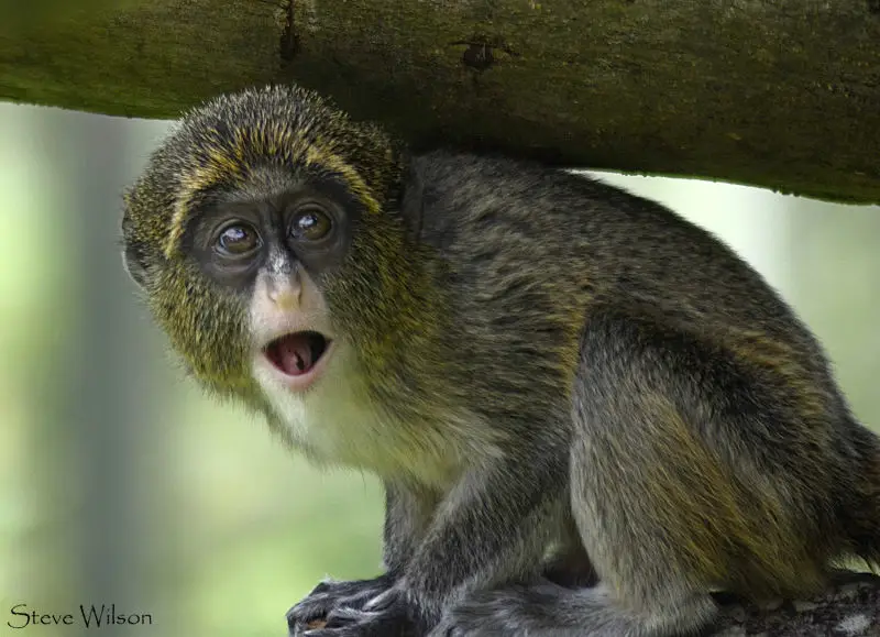 Baby De Brazza's Monkey