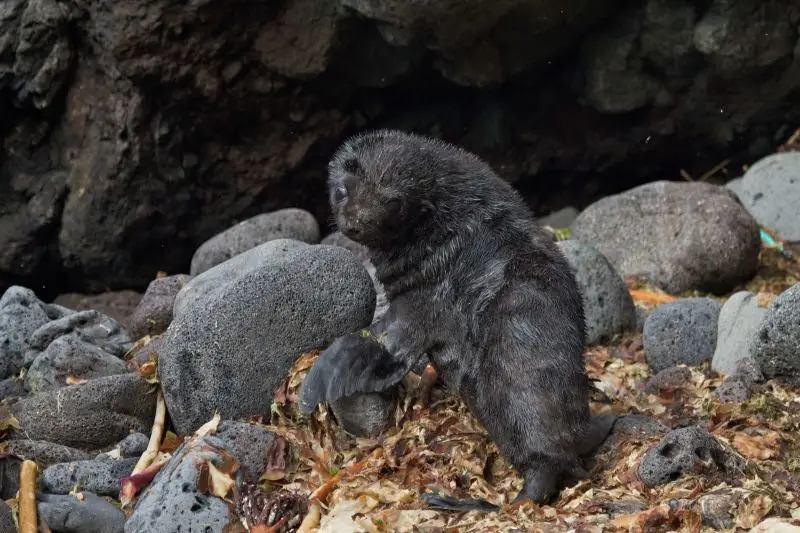 Baby fur seal, Inaccessible island