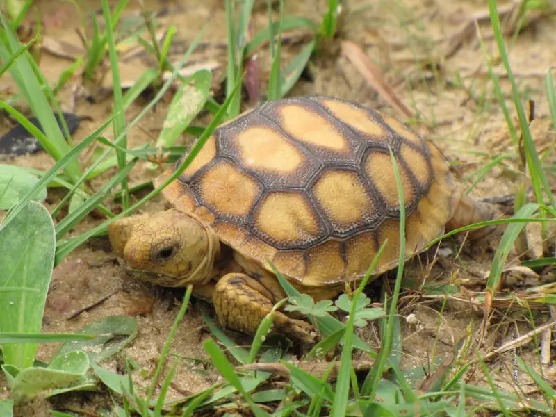 Baby gopher tortoise