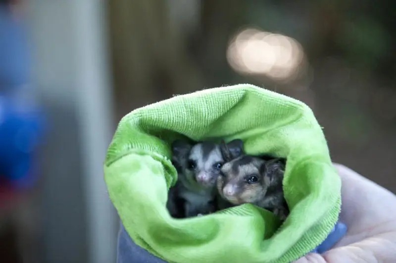 Baby Squirrel Gliders in care