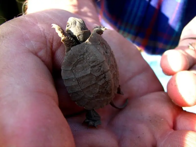 Baby Wood Turtle