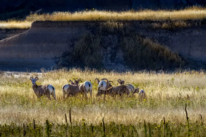 badlands bighorn sheep