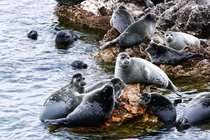 Baikal seals at the Ushkan Islands