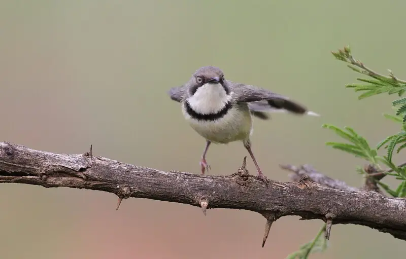 Bar-throated apalis at Marakele National Park, Limpopo, South Africa