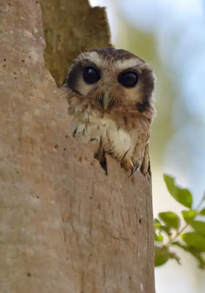 Bare-legged (or Cuban Screech) Owl