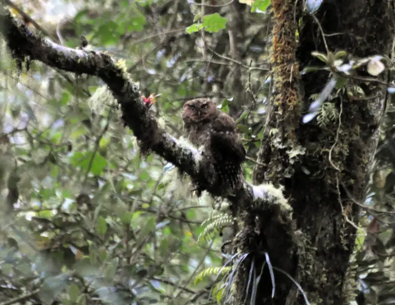 Bare-shanked Screech Owl Megascops clarkii, Waterfall Trail, Costa Rica

25-Mar-12