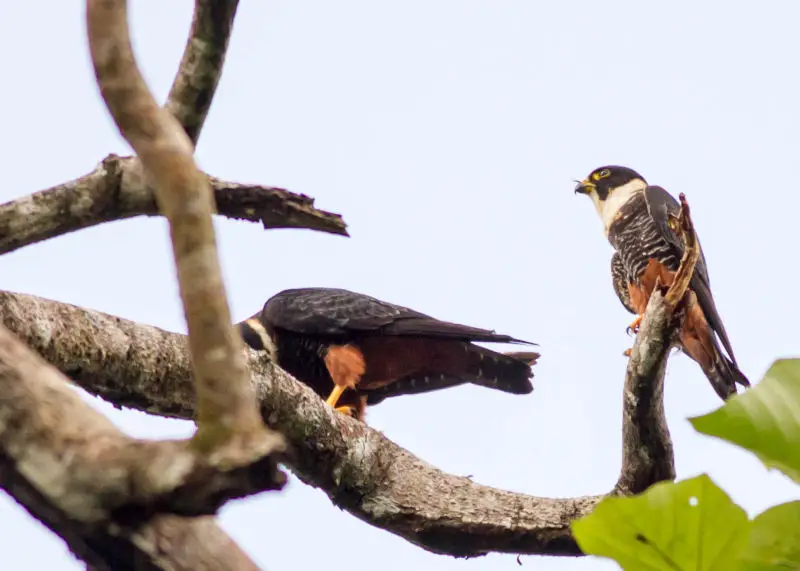 Bat Falcon Facts, Diet, Habitat & Pictures on Animalia.bio