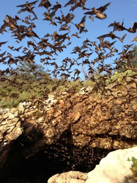 Bats emerging from Davis Cave