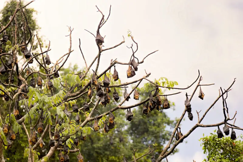 Bats (Flying Foxes)