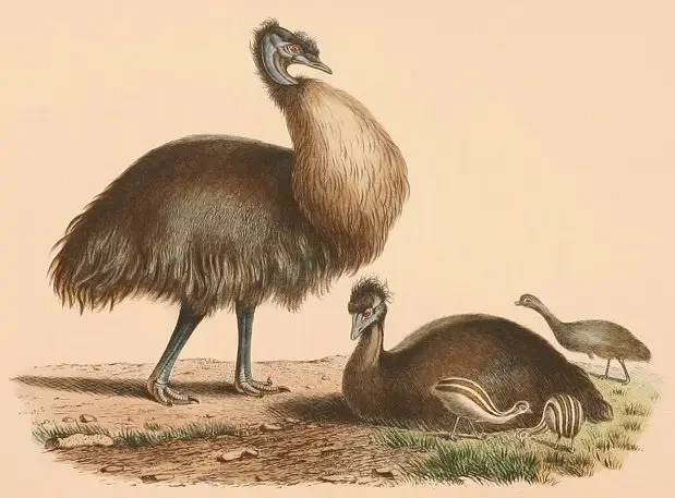 Kangaroo Island emu