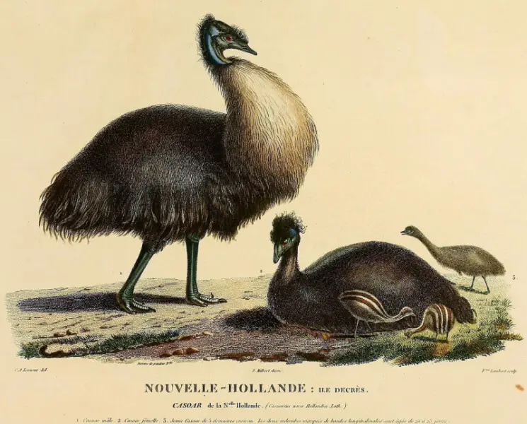 "Black Emus of Kangaroo Island".
The large bird is thought to be based on a Kangaroo Island emu, and the small one on the King Island emu, but were thought to be a male and female of the same species at the time.[1]
The original hand coloured copper engra