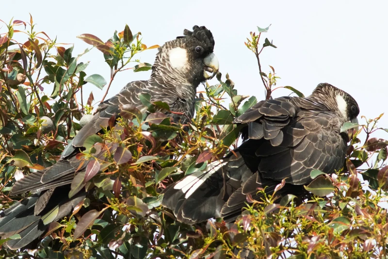 Baudin's black cockatoo