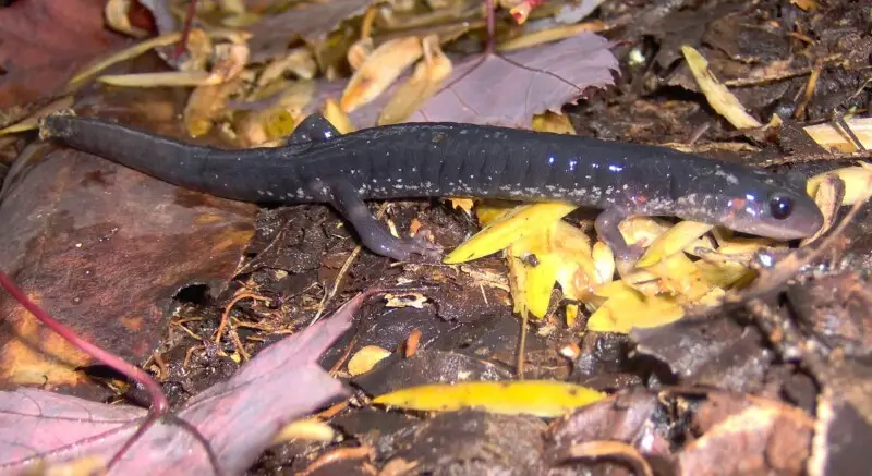 Jordan's salamander (Plethodon jordani), crawling through the leaf litter along the Baxter Creek Trail in the Great Smoky Mountains National Park of Haywood County, North Carolina, USA.  This photo was taken at a point appx. three miles from the trail's B