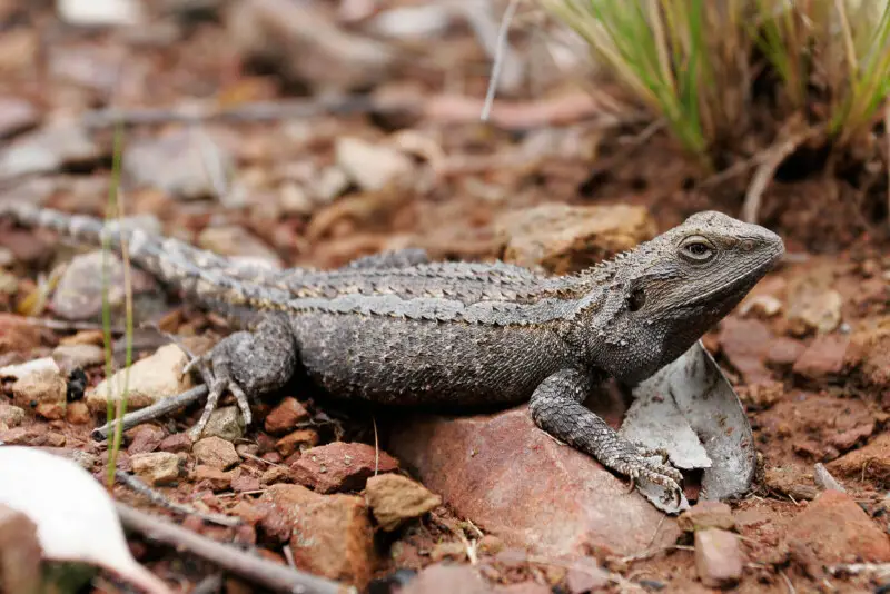 Eastern Bearded Dragon