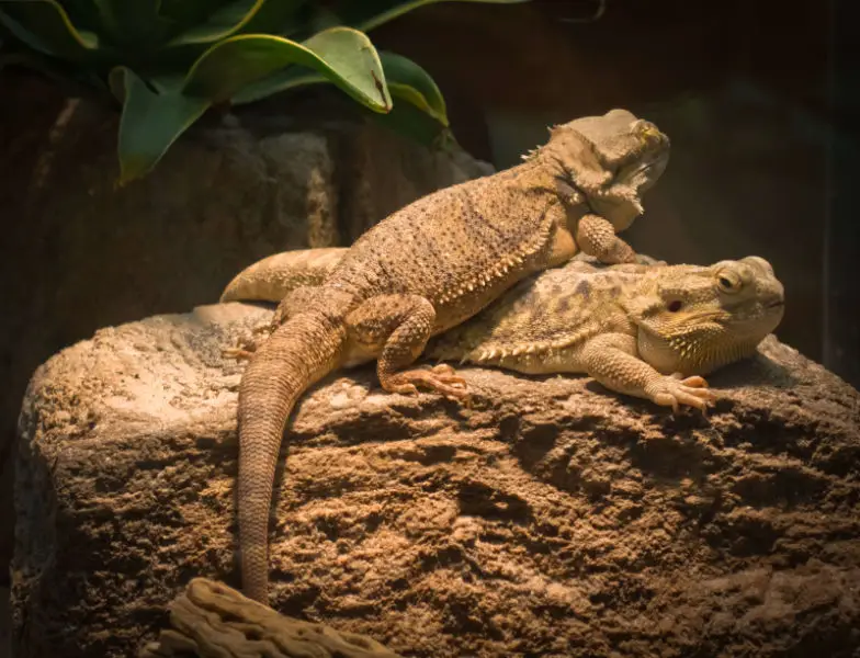 Central Bearded Dragon - Facts, Diet, Habitat & Pictures on Animalia.bio