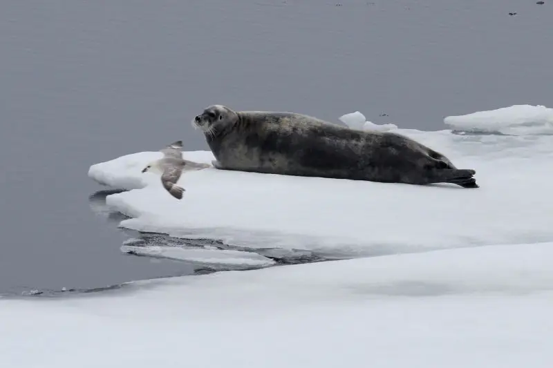 Bearded Seal saw Ice Cruising in the Arctic