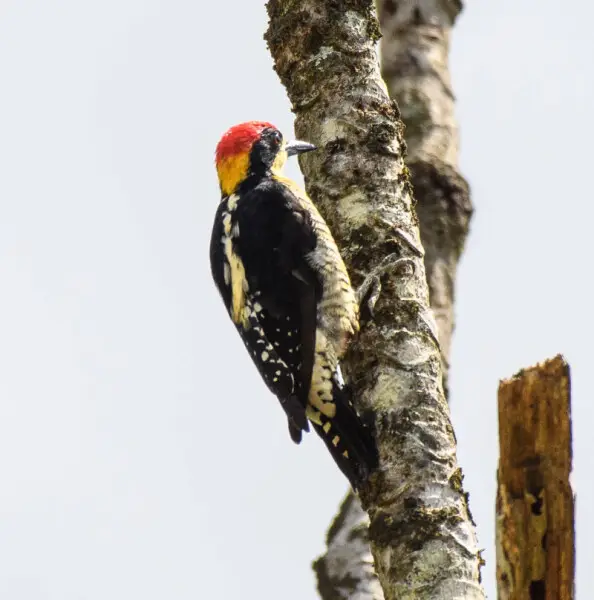 Image of a Beautiful Woodpecker Melanerpes pulcher on a tree, Antioquia Department, Colombia