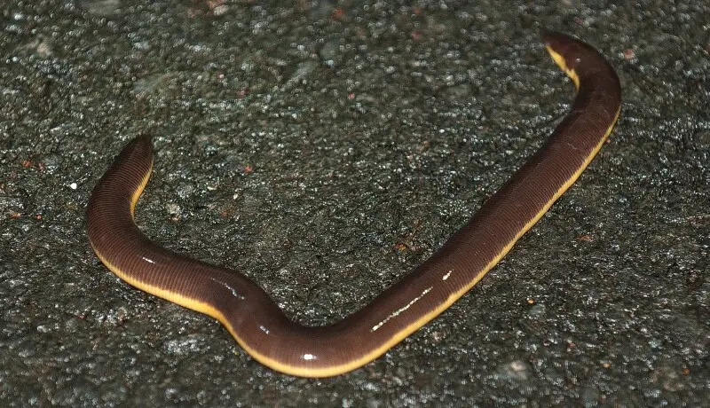 Ichthyophis beddomei, sometimes called Beddome's caecilian, is a species of caecilian in the family Ichthyophiidae. Its body is dark violet-brown, becoming light brown ventrally. There is a yellow lateral stripe from head to tail tip. Upper lip and lower 
