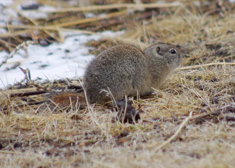 -Photo by Martyne Reesman, Oregon Department of Fish and Wildlife-

Belding's Ground Squirrel