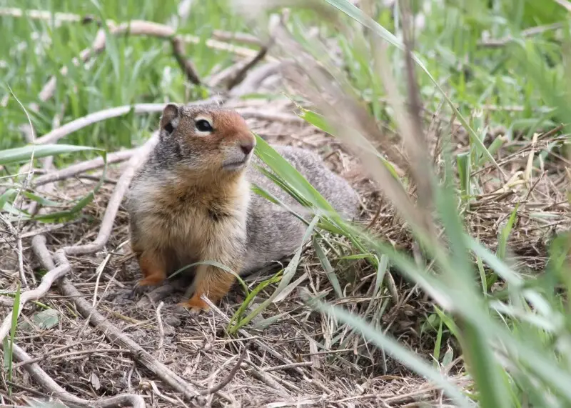 Belding's Ground Squirrel  at Ladd Marsh Wildlife Area near La Grande, Oregon Urocitellus beldingi