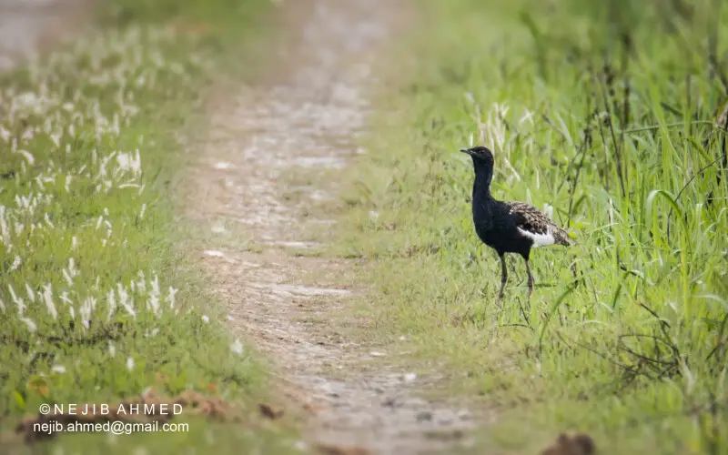Bengal Florican (Houbaropsis bengalensis bengalensis)
One of the most Critically Endangered species, photographed at Orang Tiger Reserve, Darrang, Assam, India