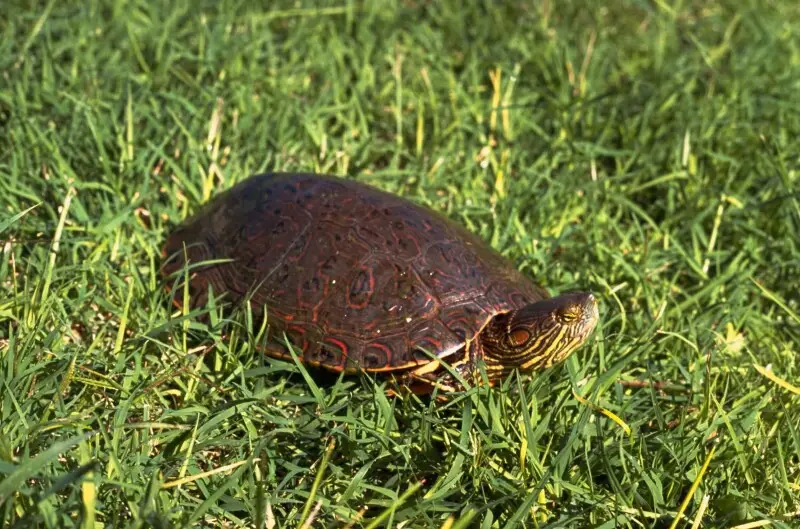 Image title: Big bend slider turtle
Image from Public domain images website, http://www.public-domain-image.com/full-image/fauna-animals-public-domain-images-pictures/reptiles-and-amphibians-public-domain-images-pictures/turtles-pictures/big-bend-slider-t