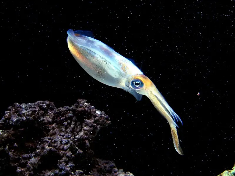Bigfin Reef Squid (Sepioteuthis lessoniana) at Sunshine 60 Aquarium (Ikebukuro, Tokyo)
