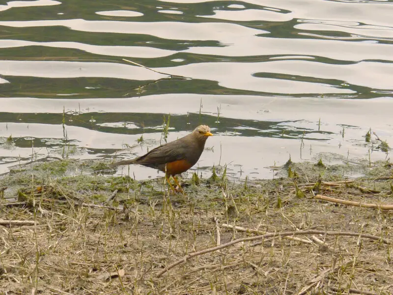 A bird taking a sip at Ranu Kumbolo lake, Mt. Mahameru, East Java, Indonesia