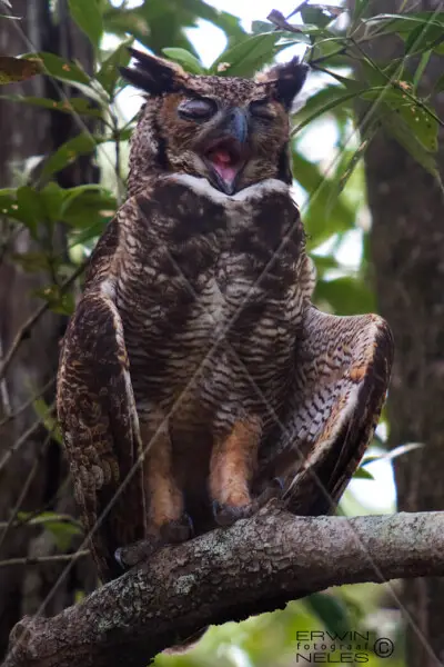 BIRD GREAT HORNED OWL YAWNING BIGI-PAN NICKERIE SURINAM AMAZONE SOUTH-AMERICA