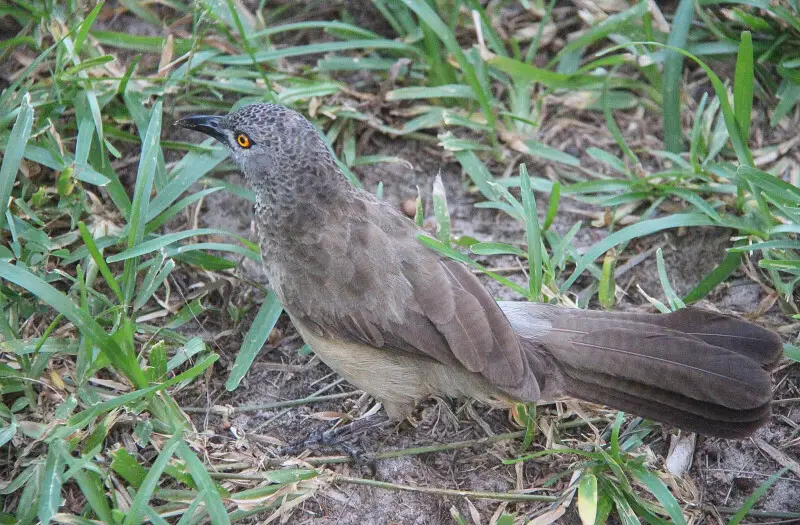 Bird in grass Gambia