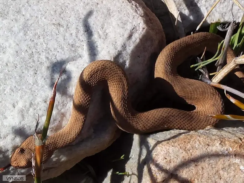 Red Adder (Bitis rubida)