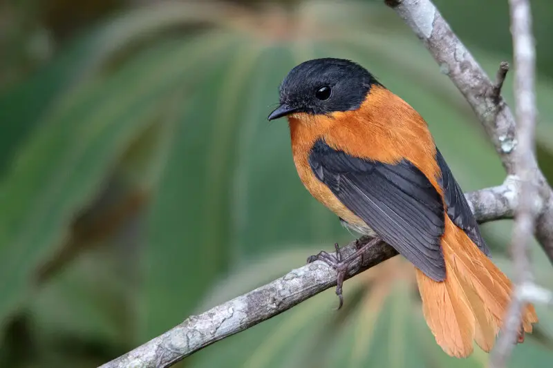 Black-and-orange Flycatcher Ficedula nigrorufa photographed from a shola forest in Munnar