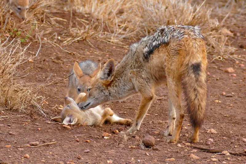 Black-backed Jackals (Canis mesomelas) female with pups ...