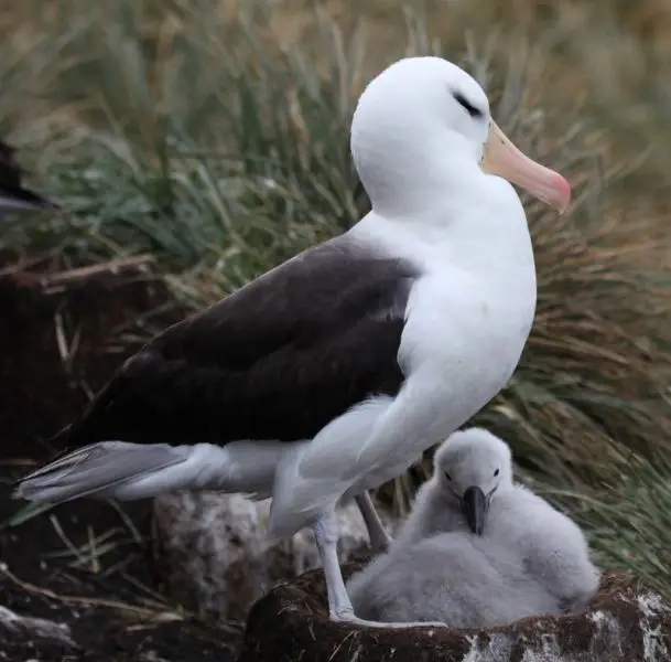 Black-browed Albatross and Chick