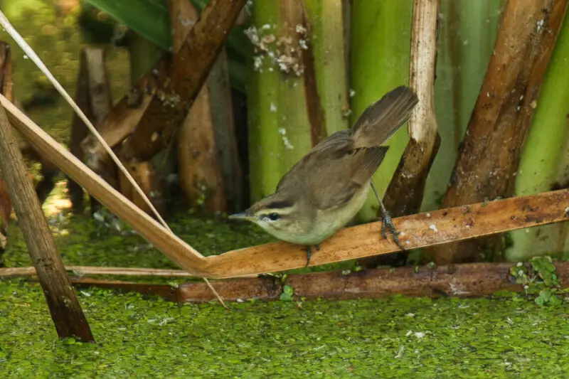 Black-browed Reed-Warbler - Thailand_H8O4187