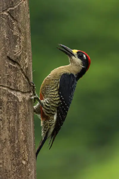 Black-cheeked Woodpecker - Sarapiqui - Costa Rica_MG_0197