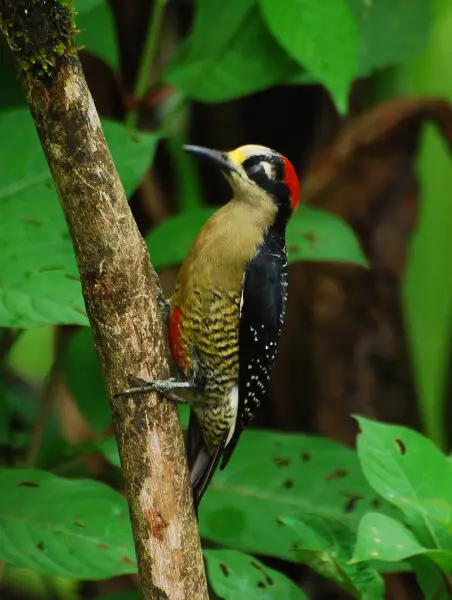 A male Black-cheeked Woodpecker at Selva Verde Lodge, Costa Rica, 080225. (Melanerpes pucherani).